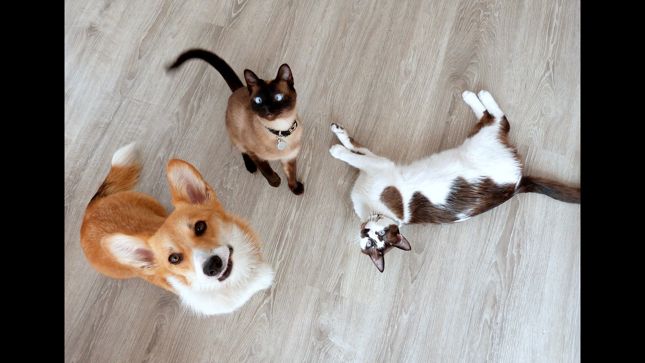 A corgi and two cats relaxing together at home